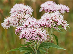 Flores de valeriana en plena floración con tonalidades rosadas y blancas, uno de los remedios para dormir más utilizados.